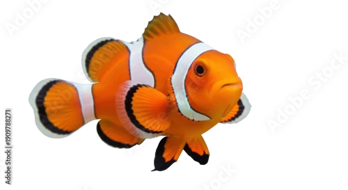 Obraz  z motywem Orange clownfish PNG isolated on transparent background, vibrant tropical reef fish with distinctive white stripes for marine life designs