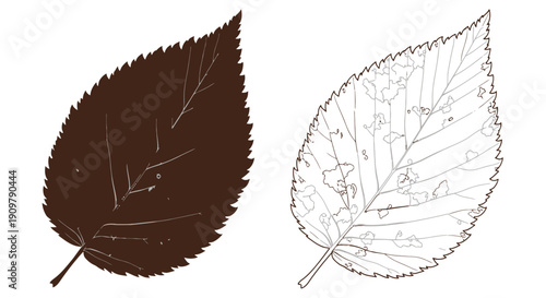 A detailed comparison of a colored and line art birch leaf illustration