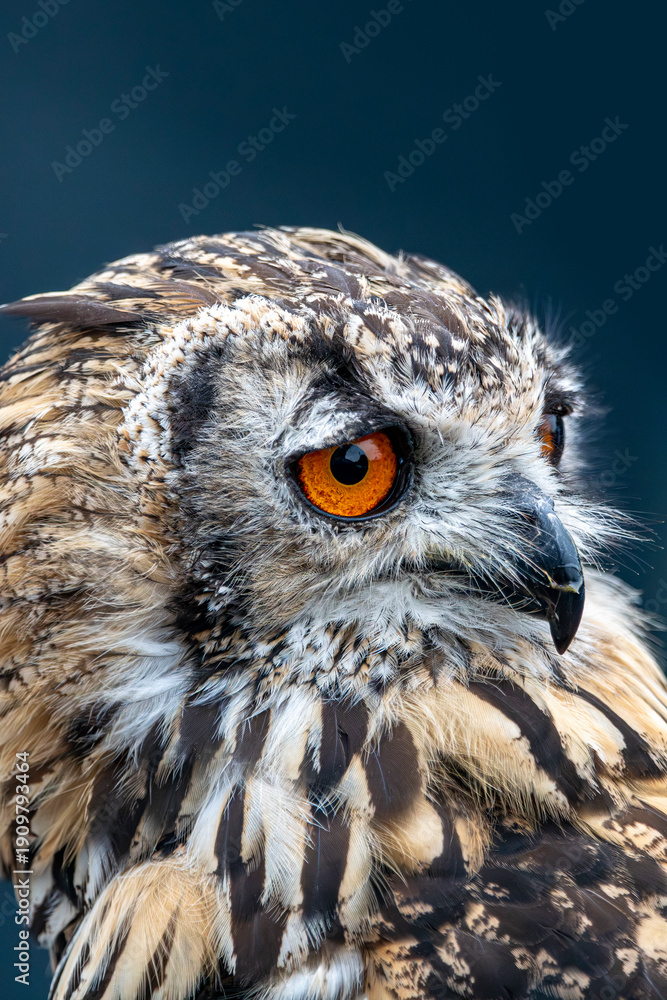 Obraz premium Vivid orange eye of the African Spotted Eagle Owl