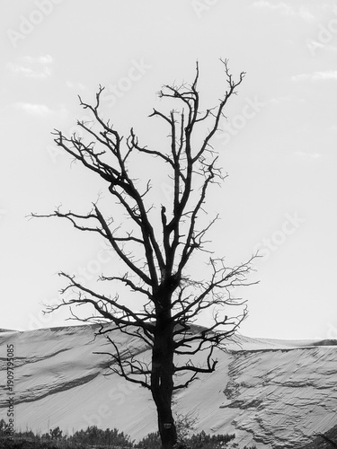 Wallpaper Mural dead tree silhouette Torontodigital.ca