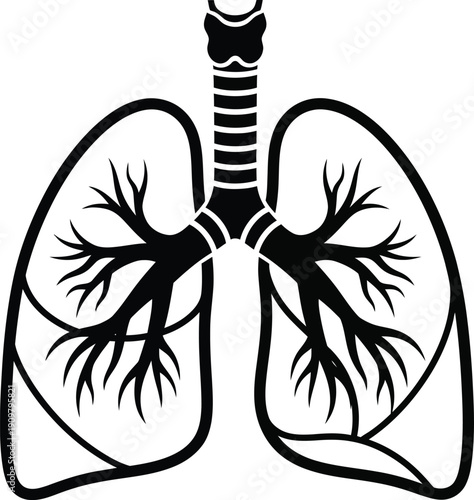 a detailed black and white illustration of human lungs showcasing the trachea bronchi and branching network of pulmonary alveoli for anatomical study