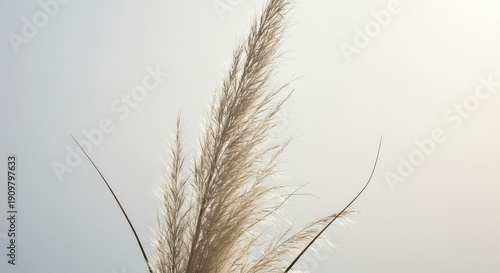Close up shot of feathery white reed plumes swaying gently against a bright, clean background. Soft, natural light highlights the texture ,dry ,pattern ,texture