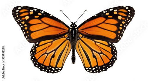 Tableau sur toile Monarch butterfly PNG isolated on transparent background, orange and black wings
