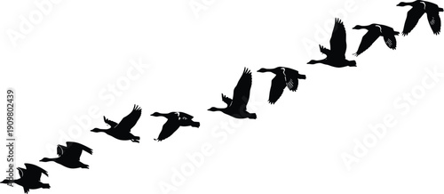 Silhouette of flying wild geese in formation migration freedom journey nature wildlife travel sky birds teamwork seasonal movement concept