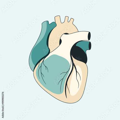 Abstract Anatomical Human Heart Vector Illustration Stylized Cardiology Medical Icon for Health, Science, Biology, and Cardiovascular Medicine Research. Heart Symbol Soft Teal Color