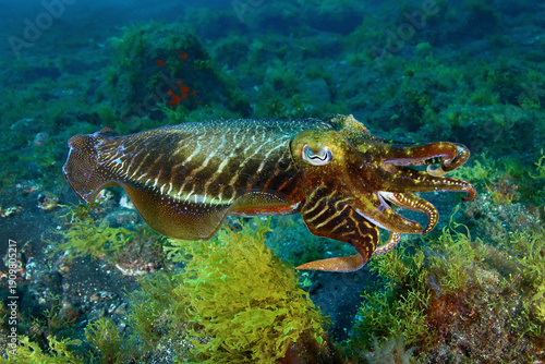 Sepia nadando junto al fondo de algas