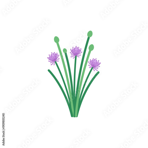 Minimalist Flat Vector Illustration of Chives with Purple Blossoms