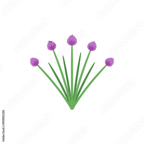 Fan-Shaped Flat Vector of Chives with Purple Flowers on White Background