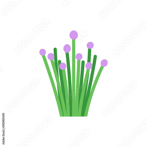 Flat Vector Illustration of Chives with Lavender Flower Tops