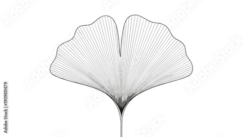 Ginkgo biloba leaf is depicted with intricate fine lines and a delicate structure in a minimalist black and white style.
