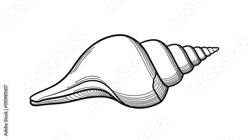 Detailed line art of a conch seashell shows the natural spiral pattern and texture of the sea creature in black and white.