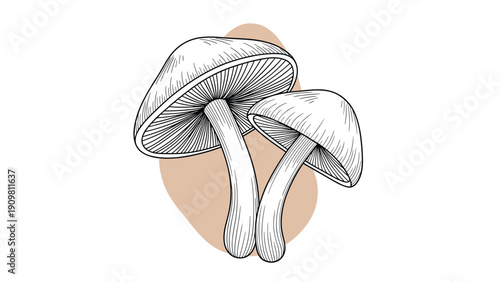 Two mushrooms with gills are shown together against an earthy brown background blob in a detailed botanical illustration.