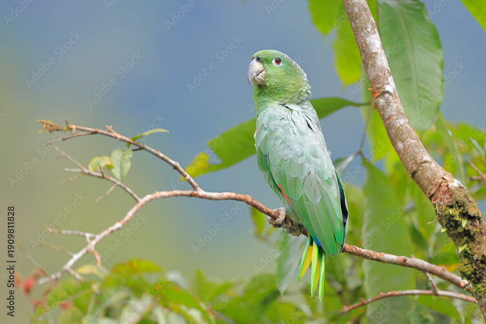 Fototapeta premium Southern mealy amazon, Amazona farinosa, Parque Nacional Cayambe-Coca, Ecuador