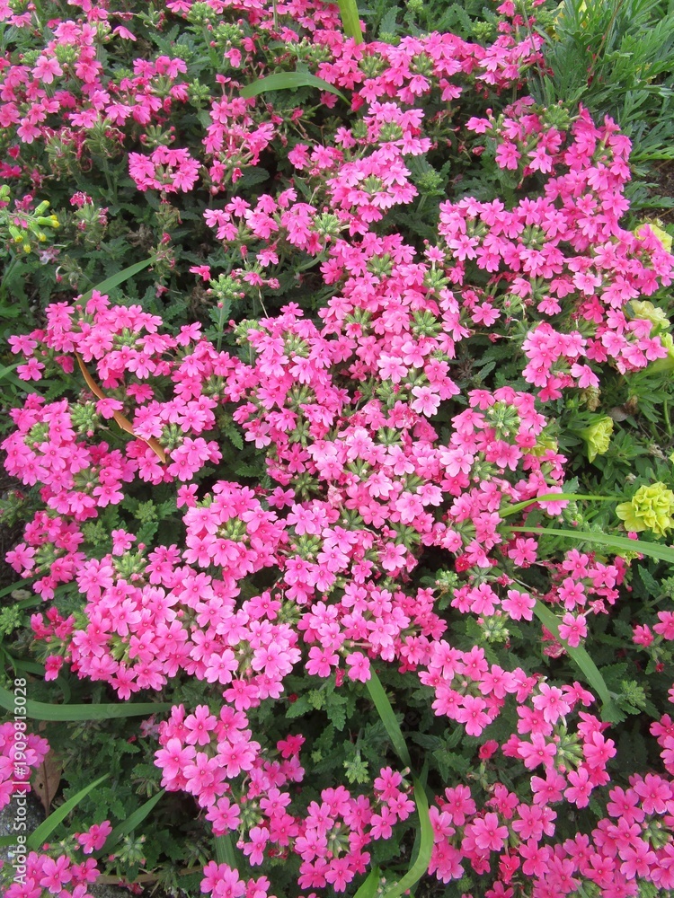 Fototapeta premium 芝桜（シバザクラ）の花のアップ