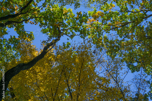 Wallpaper Mural Autumn Tree Canopy Against Blue Sky Torontodigital.ca