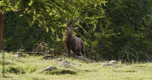 Alpine ibex looking near a tree