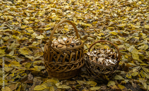 Wallpaper Mural Autumn Mushroom Harvest in Forest with Wicker Baskets Torontodigital.ca
