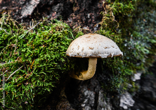 Wallpaper Mural Wild Mushroom Growing on Mossy Tree Trunk Torontodigital.ca