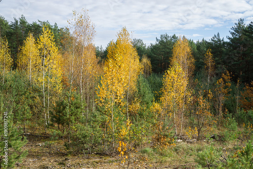 Wallpaper Mural Young Birch Trees with Yellow Autumn Foliage Torontodigital.ca