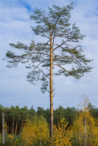 Wallpaper Mural Tall Pine Tree in Autumn Forest Landscape Torontodigital.ca