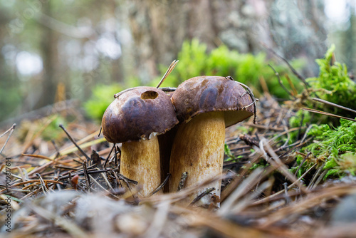 Wallpaper Mural Boletus Mushrooms Growing in Mossy Forest Torontodigital.ca