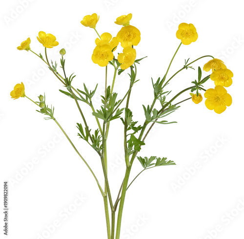 Fleurs de boutons d'or	