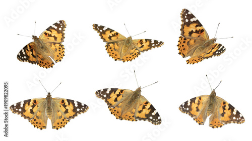 Cuadro en lienzo Papillon Vanessa cardui