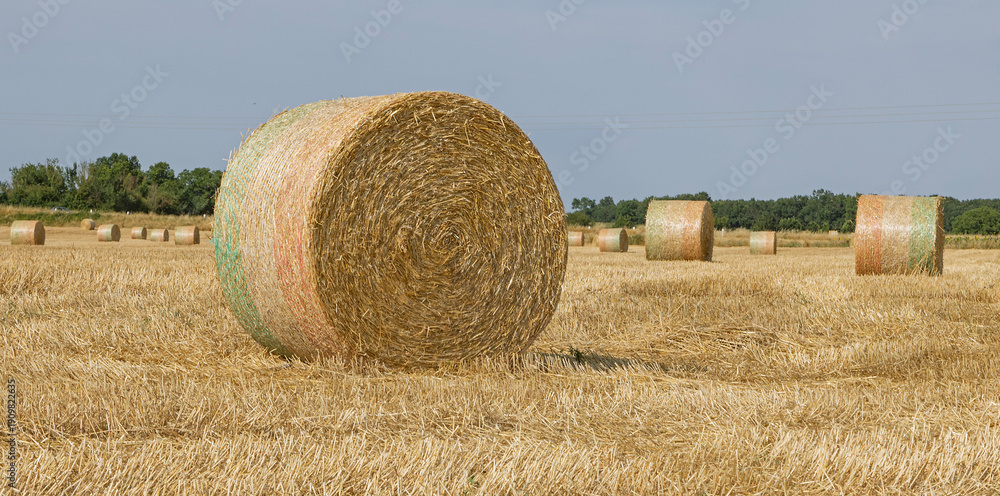 Fototapeta premium Balles de paille après les moissons