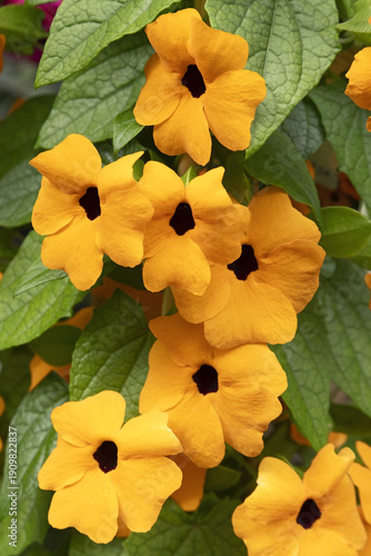 Fotografie Gros plan de fleurs de Thunbergia alata