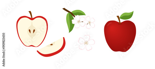 Fresh red apple set: whole fruit with leaf, half, slice and blossoms on branch, vector illustration isolated on white