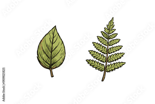 An illustration featuring two different types of green leaves against a solid black background. One leaf is simple and ovate, while the other is a compound pinnate leaf.