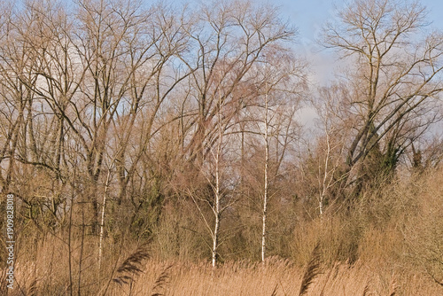 Fototapeta Wilderness with reed and white silver birch trees and dark poplars in Bourgoyen