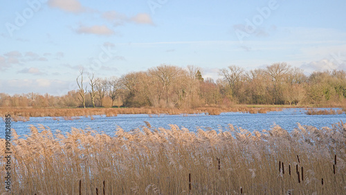 Tableau sur toile winter marsh landscape with bare trees and reed in Bourgoyen nature reserve, Ghe