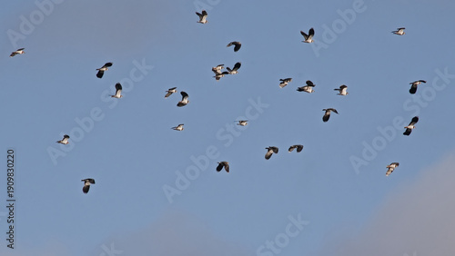 Schilderij op canvas Flock of northern lapwings in flight on a blue sky with soft clouds - Vanellus v