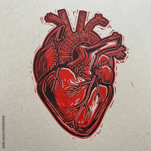 Detailed anatomical human heart illustration with red and black lines on a light gray background