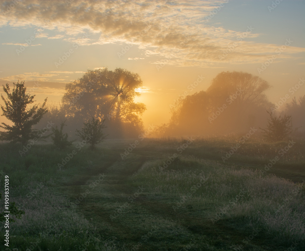 Fototapeta premium morning mist over the field