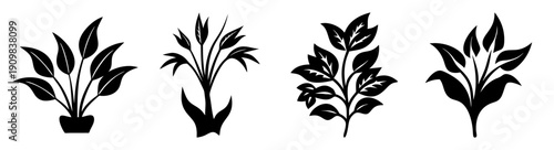 Four potted snake plants in black and white minimalist illustration for home office decor and indoor greenery