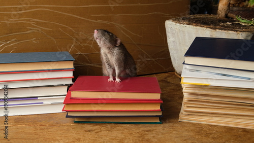 Brown  gray rat and red books.