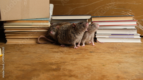 Brown  gray rat and books.