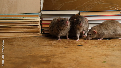 Brown gray rat and books.