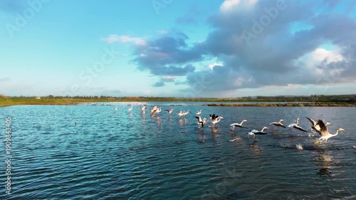 Aerial view of beautiful pelicans on the water and flying with beautiful light
