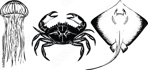 Underwater creatures showcasing the diversity of marine life Vector