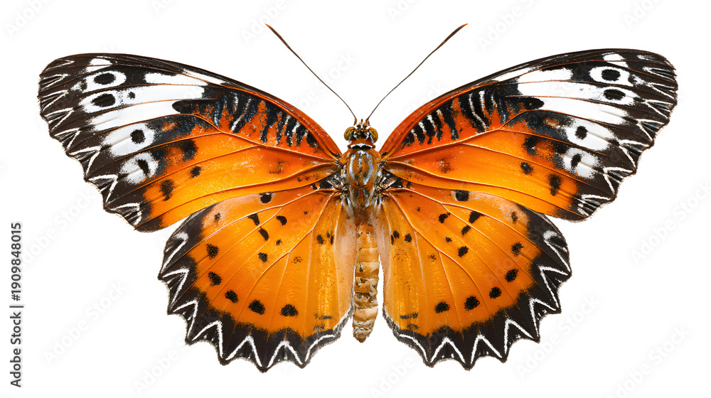 Naklejka premium Vibrant orange butterfly with black and white wings isolated on transparent background, showcasing its delicate patterns and colors in detail