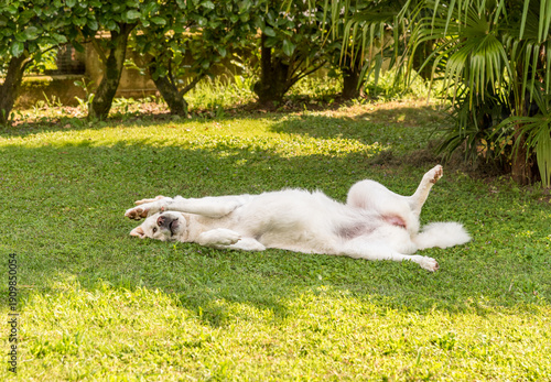 Maremma Sheepdog resting in the shade on green grass in a garden.