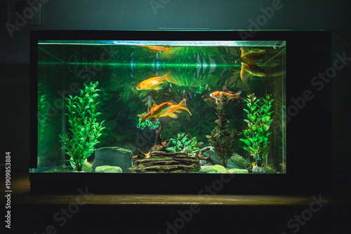 Fish in an aquarium at night in a dark room
