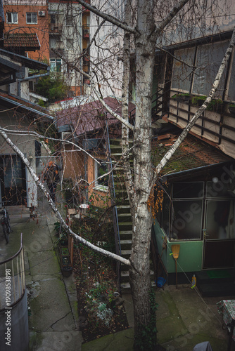 Birch tree in the old yard