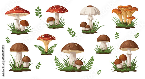 Vibrant collection of various wild forest mushrooms illustrated, showcasing different species thriving in natural green