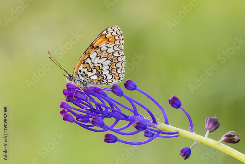 Farfalla