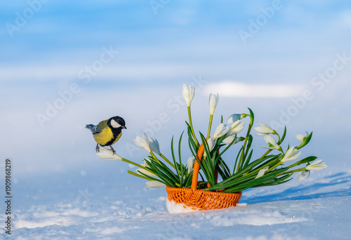 a titmouse sits in a spring garden on a basket with snowdrops among the snow