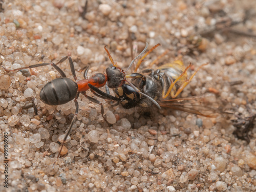 Auf der Makroaufnahme ist eine rote Waldameise  (Formica) zu sehen, die eine erbeutete Wespe in ihr Nest transportiert.